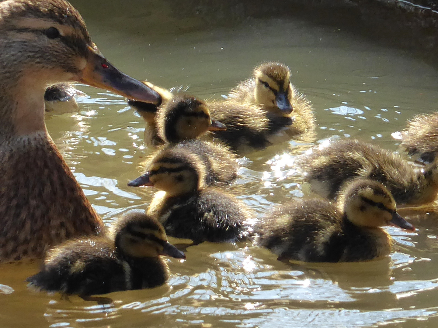 Entenfamilie in Bremen