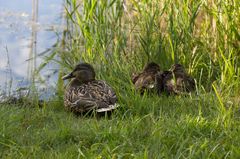 Entenfamilie in der Abendsonne