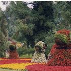 Entenfamilie Insel Mainau