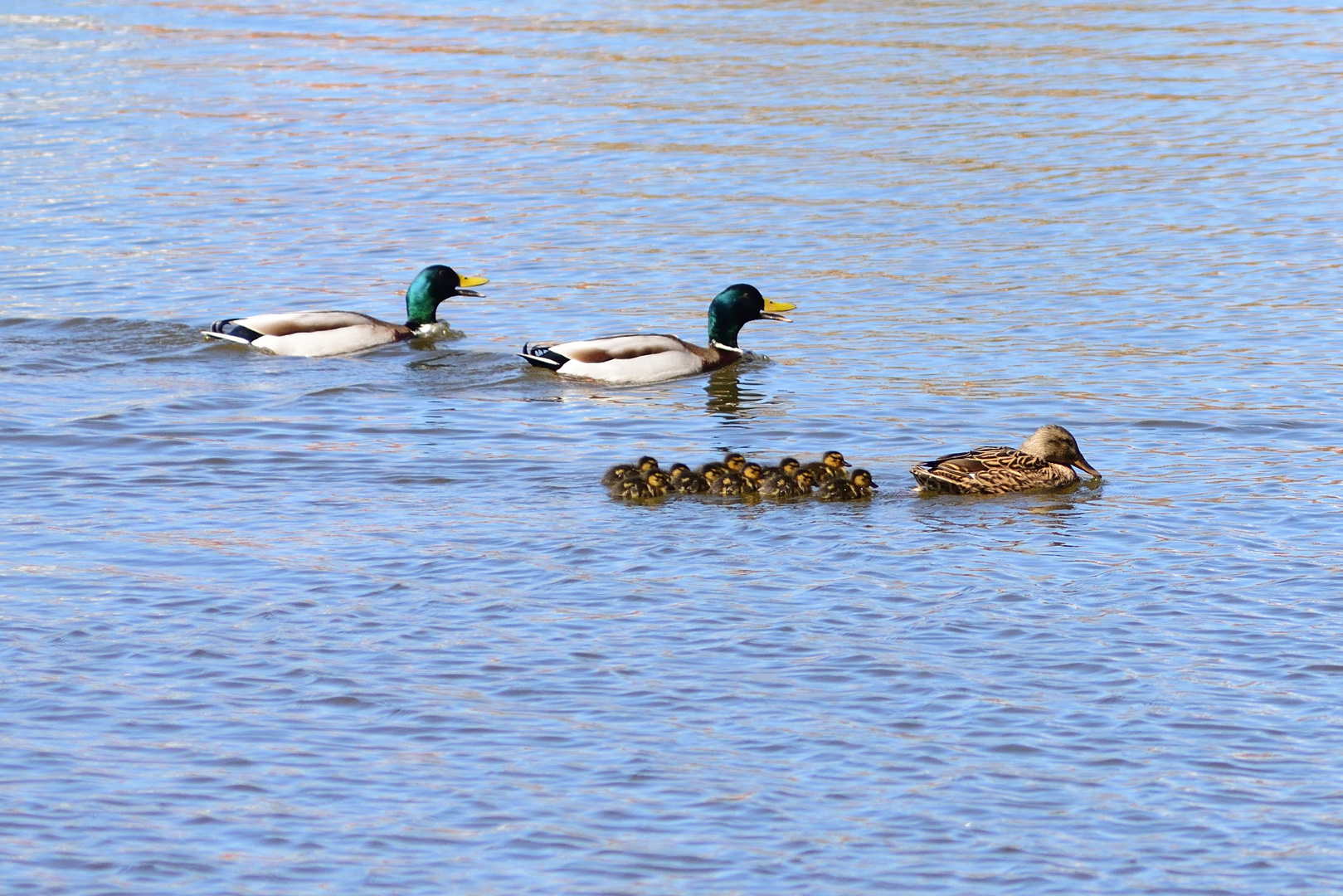 Entenfamilie mit Hausfreund 