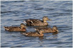 Entenfamilie (Myvatn, Island)