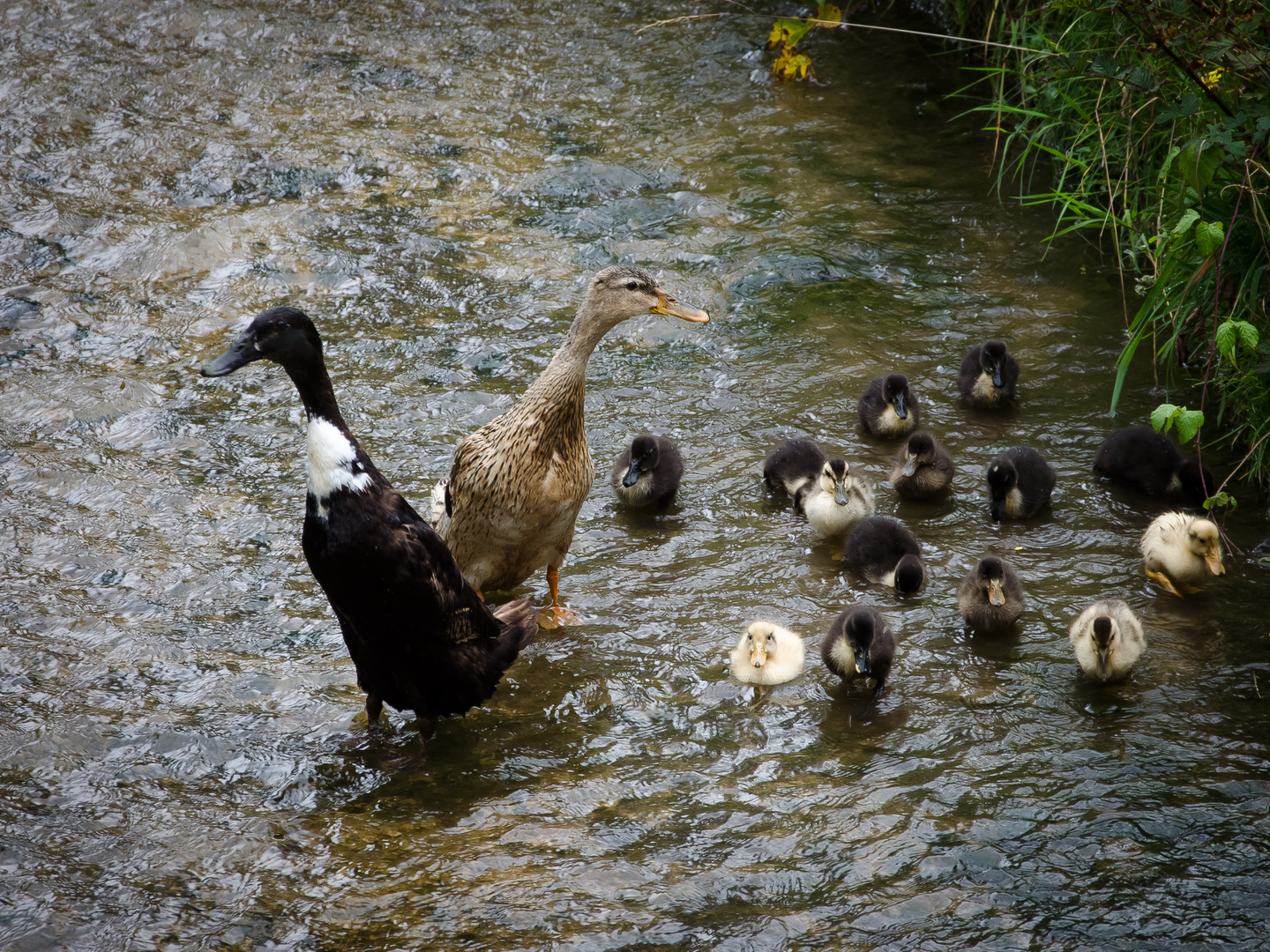 Entenfamilie Schwarz/Braun