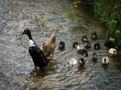 Entenfamilie Schwarz/Braun