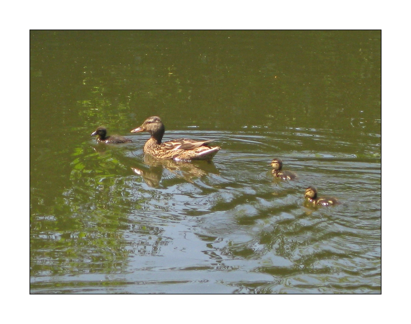 Entenfamilie unterwegs