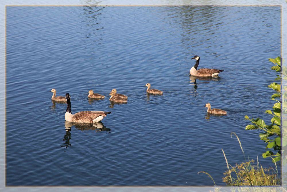 Entenfamilie unterwegs