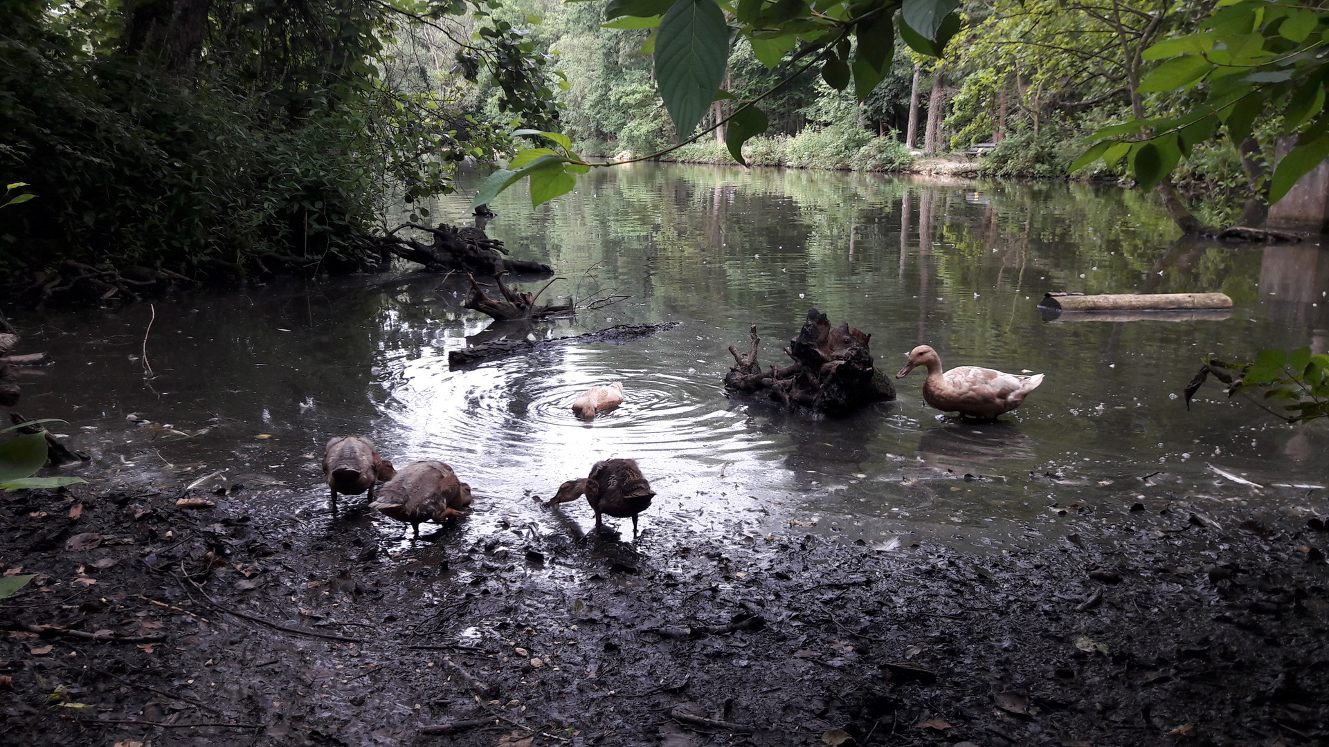 Entenfamilie Wildpark Höllohe