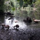 Entenfamilie Wildpark Höllohe