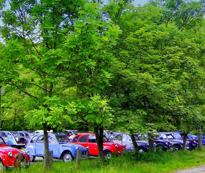 Entenfamilien beim Waldspaziergang