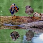Entenfamilienspiegelung