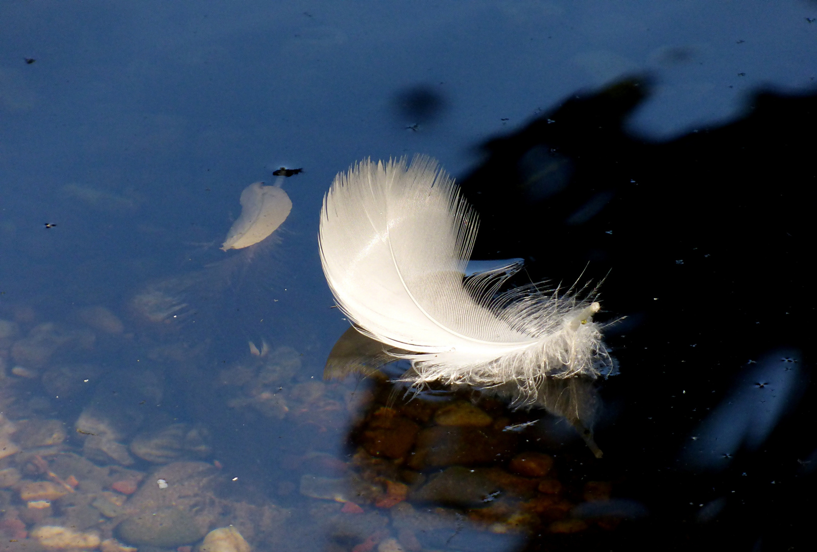 Entenfedern im Teich ...