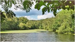 Entenflott auf dem Teich