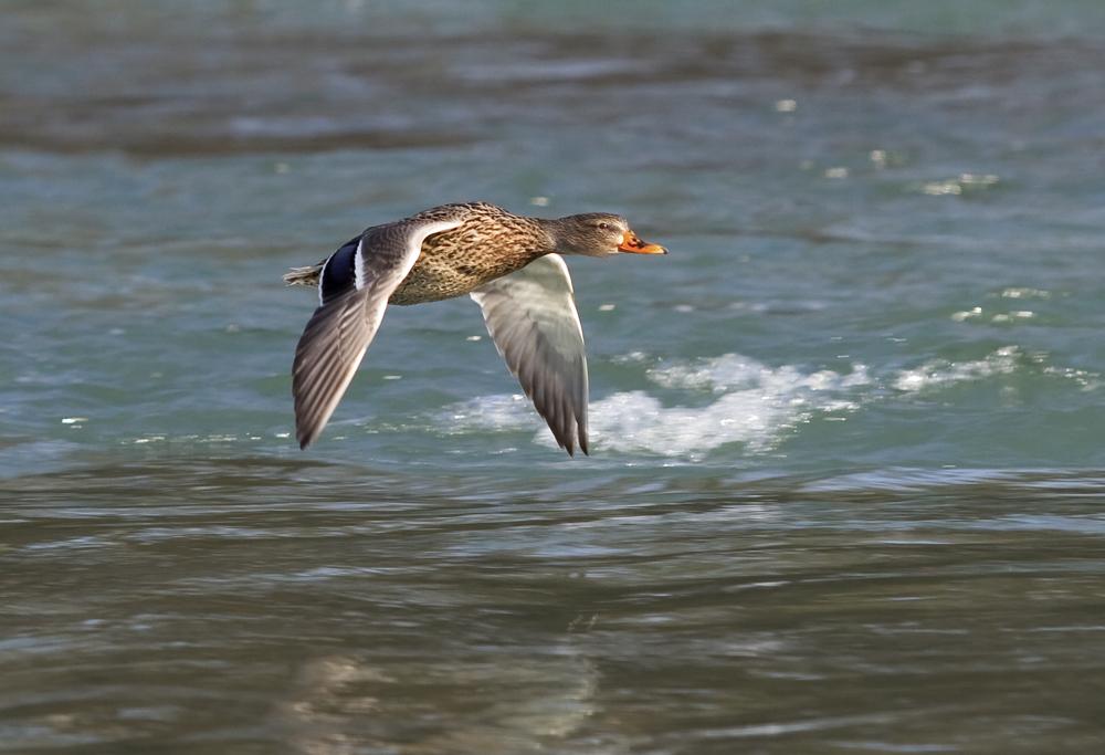 Entenflug