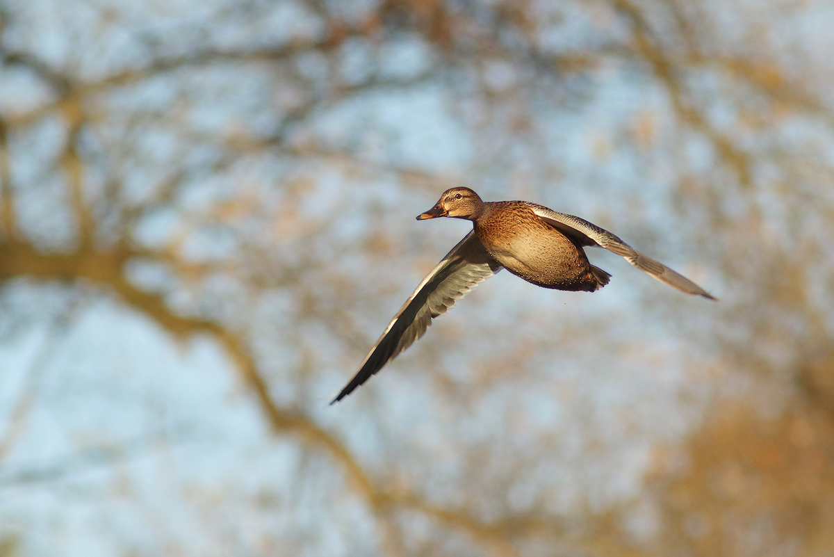 Entenflug