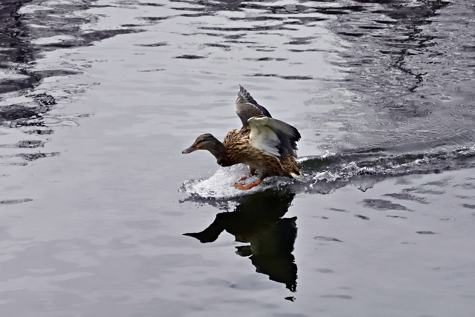 Entenflug