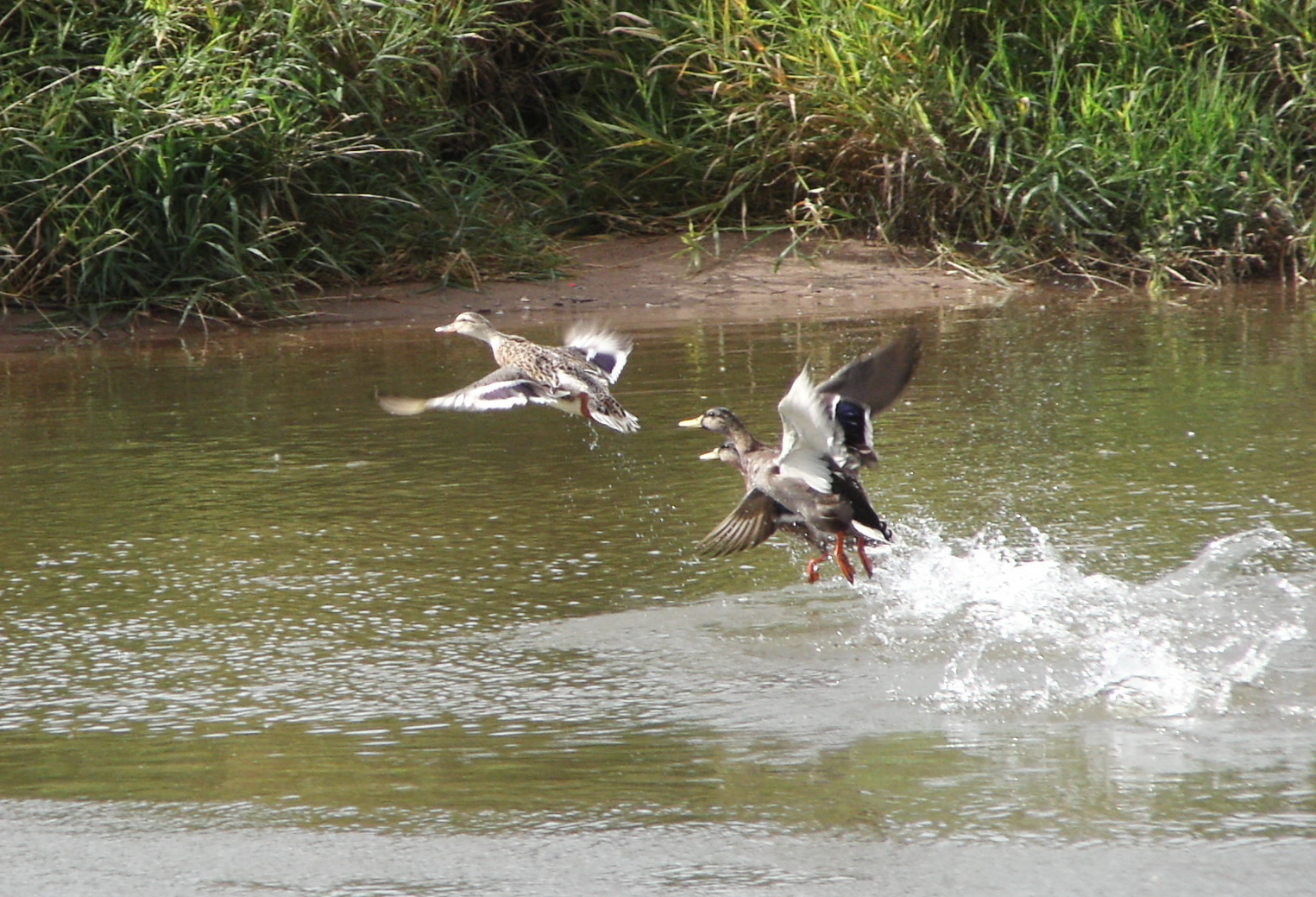 Entenflug am Fluss