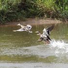 Entenflug am Fluss