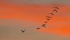 Entenflug am frühen Morgen bei Biengarten