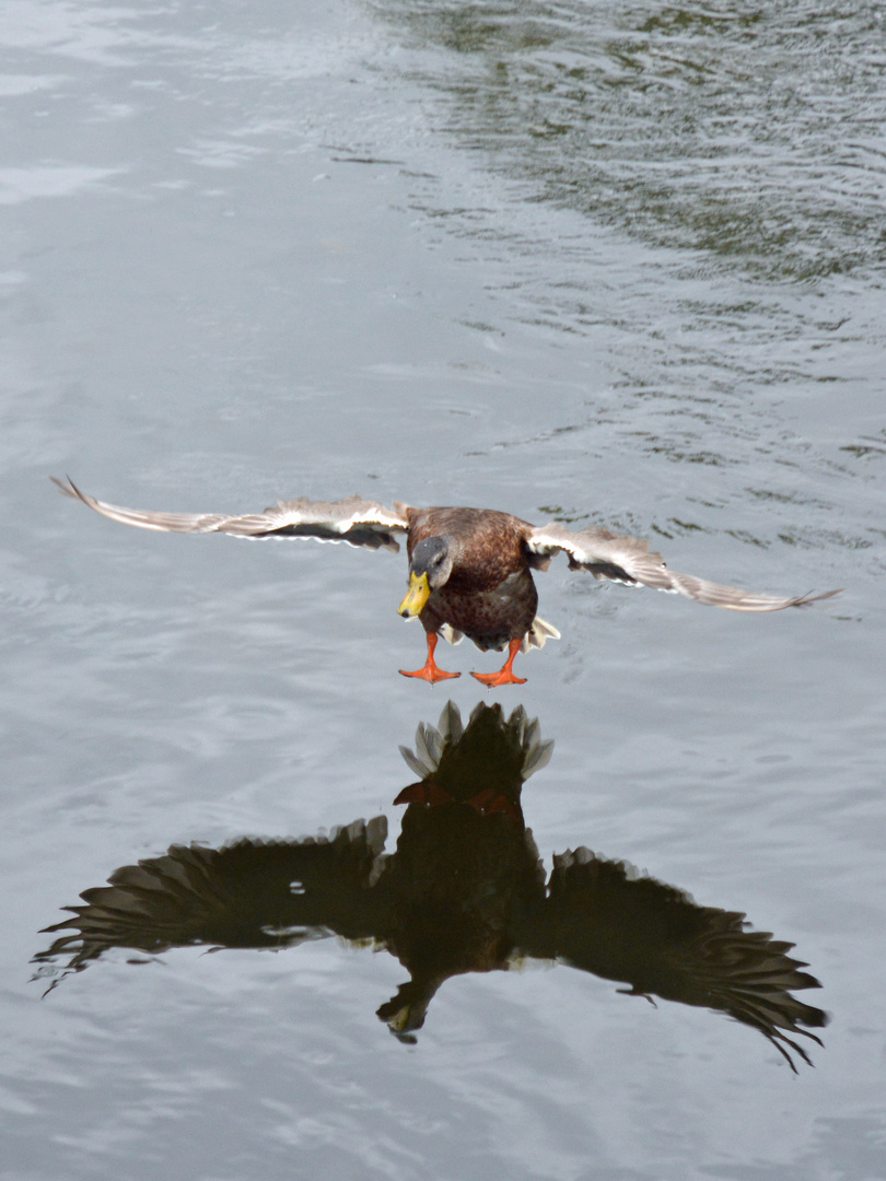 Entenflug auf die Saale