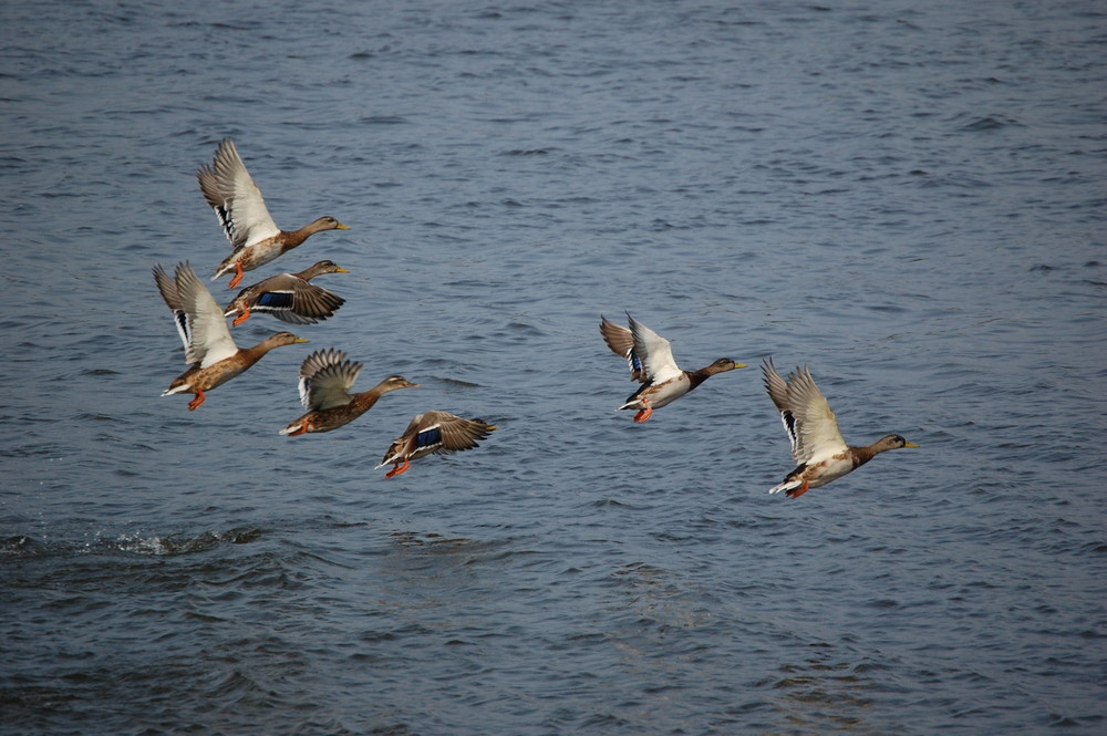 Entenflug