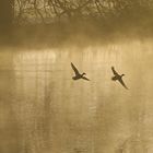 Entenflug im Nebel