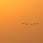 Entenflug in den Sonnenuntergang