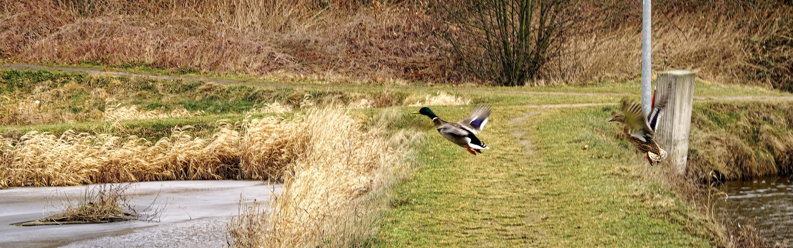 Entenflugstart