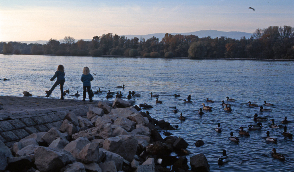 Entenfüttern im Abendlicht