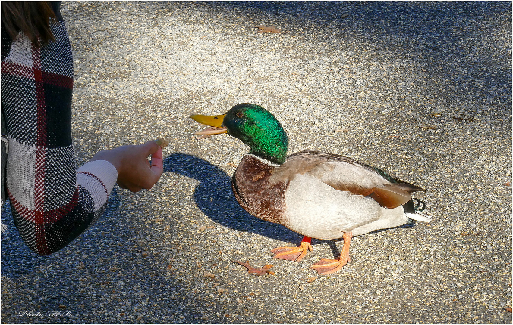 Entenfüttern im Park Wilhelmshöhe.