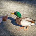 Entenfüttern im Park Wilhelmshöhe.