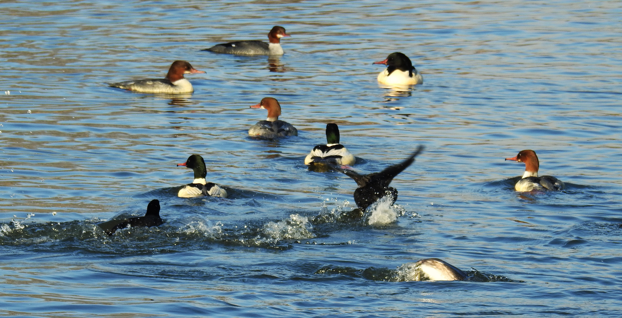 Enten,Gänse 5