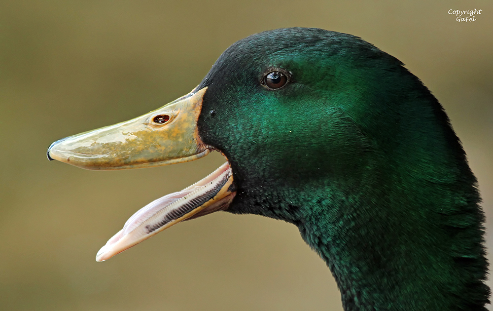 Entengans oder Gänseente?