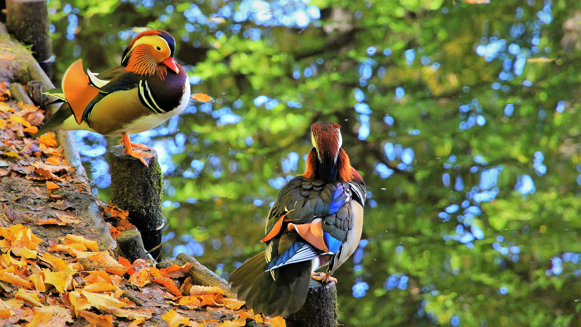 Entengechnatter im Park