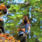 Entengechnatter im Park