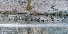 Entengesellschaft auf dem Lac im Berpark Wilhelmshöhe