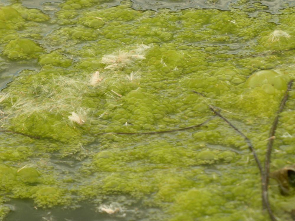 Entengrütze auf dem Graben Foto & Bild landschaft, bach, fluss & see