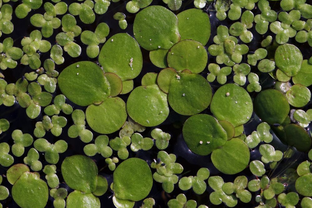 Entengrütze Foto & Bild natur, pflanzen, tümpel Bilder auf