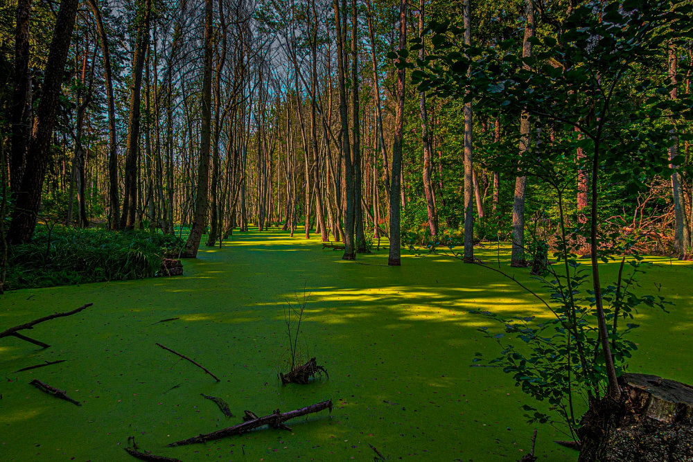 Entengrütze im Briesetal