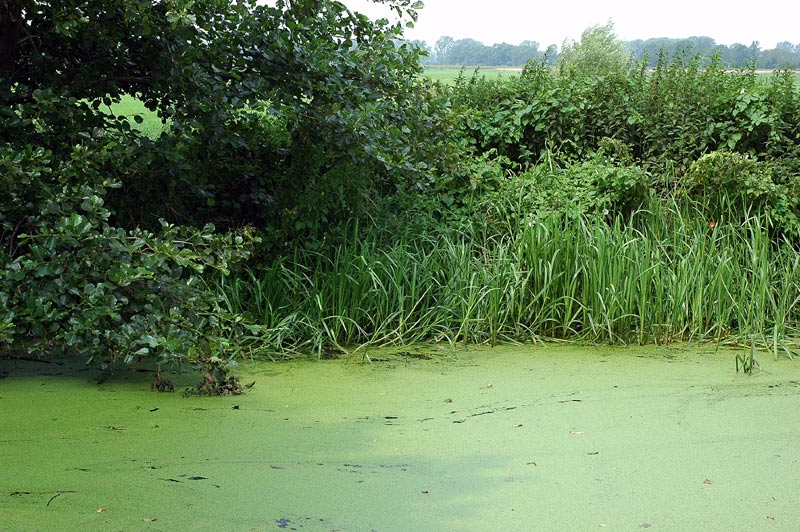 Entengrütze oder besser Wasserlinsen