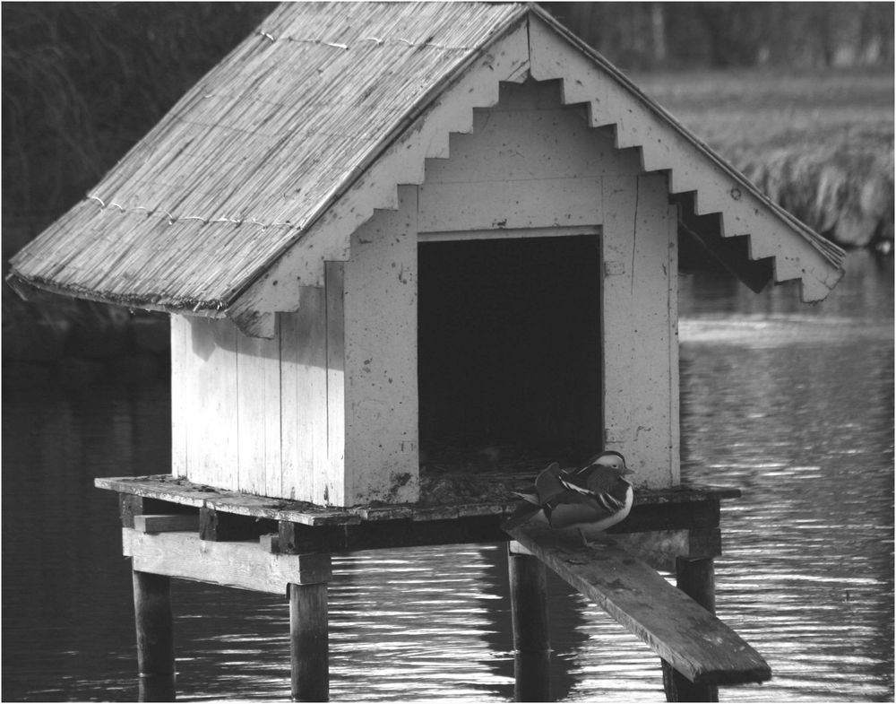 Entenhausen Foto & Bild *user bis 12. jahre, see, enten Bilder auf