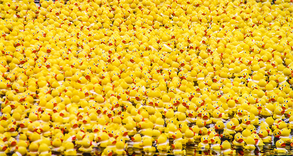 Entenhausen Duck Race - Greatest Race on Earth