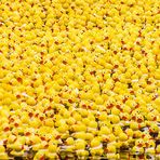 Entenhausen Duck Race - Greatest Race on Earth