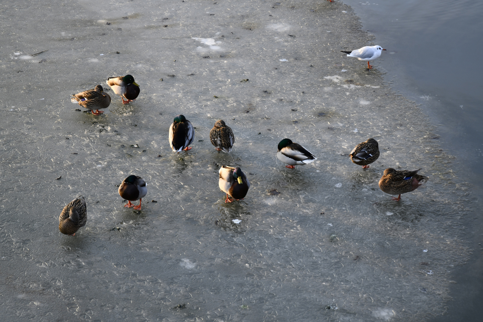 Entenhausen Foto & Bild tiere, wildlife, wild lebende vögel Bilder