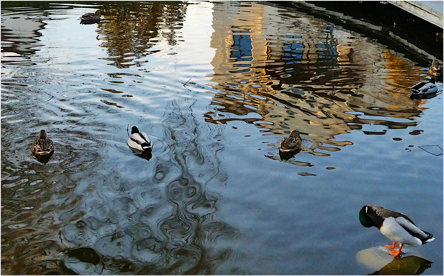 ENTENHAUSEN in der Abendsonne