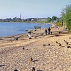 Entenhausen in Düsseldorf am Rhein