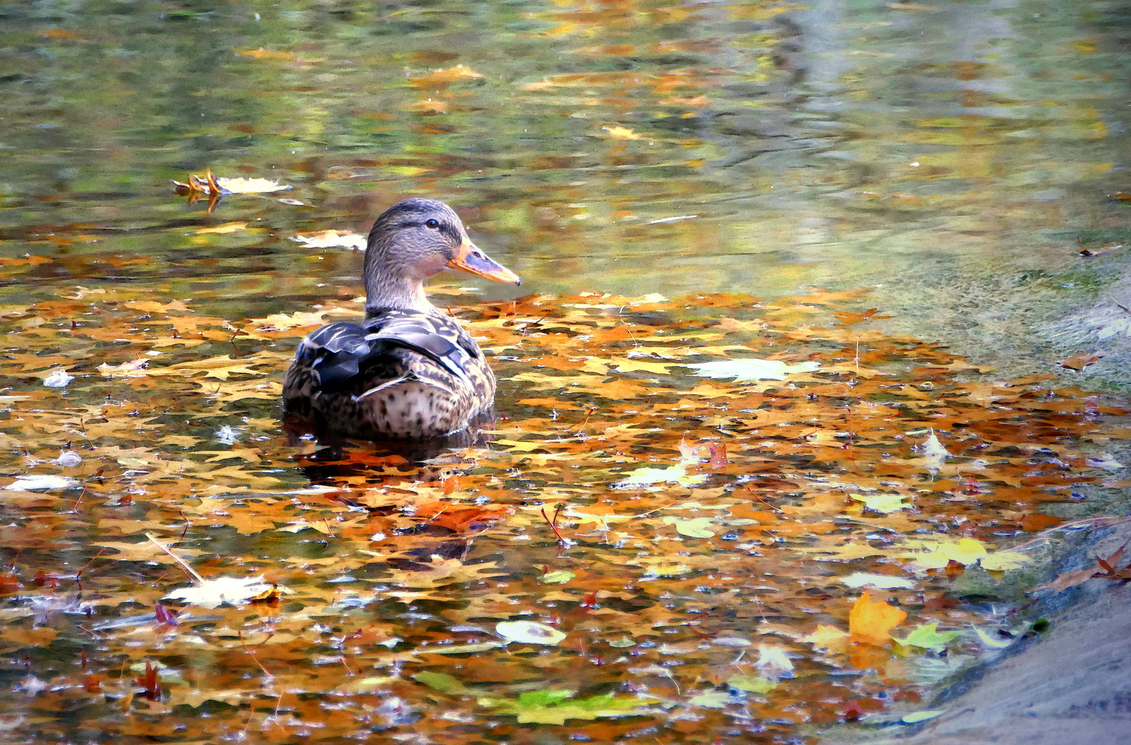 Entenherbst