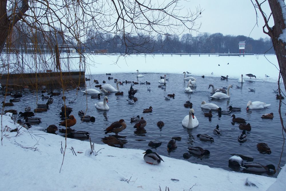 Entenidyll am Maschsee