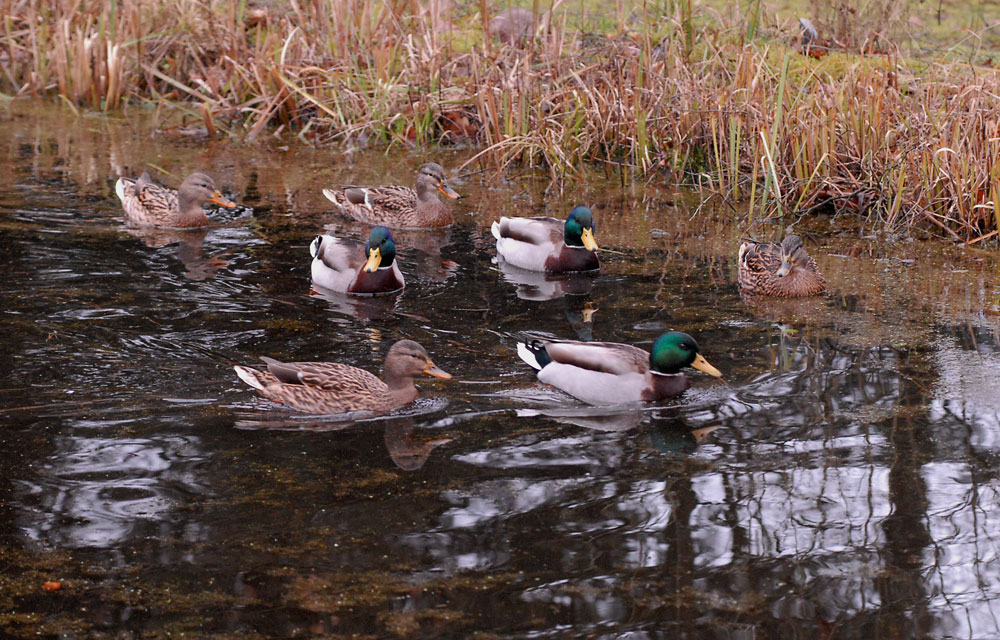 Enteninvason auf meinem Gartenteich