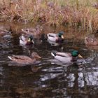 Enteninvason auf meinem Gartenteich