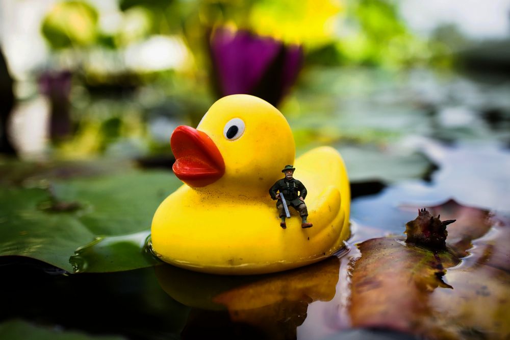 47+ Entenjagd Teich, Zu früh und zu hoch:
