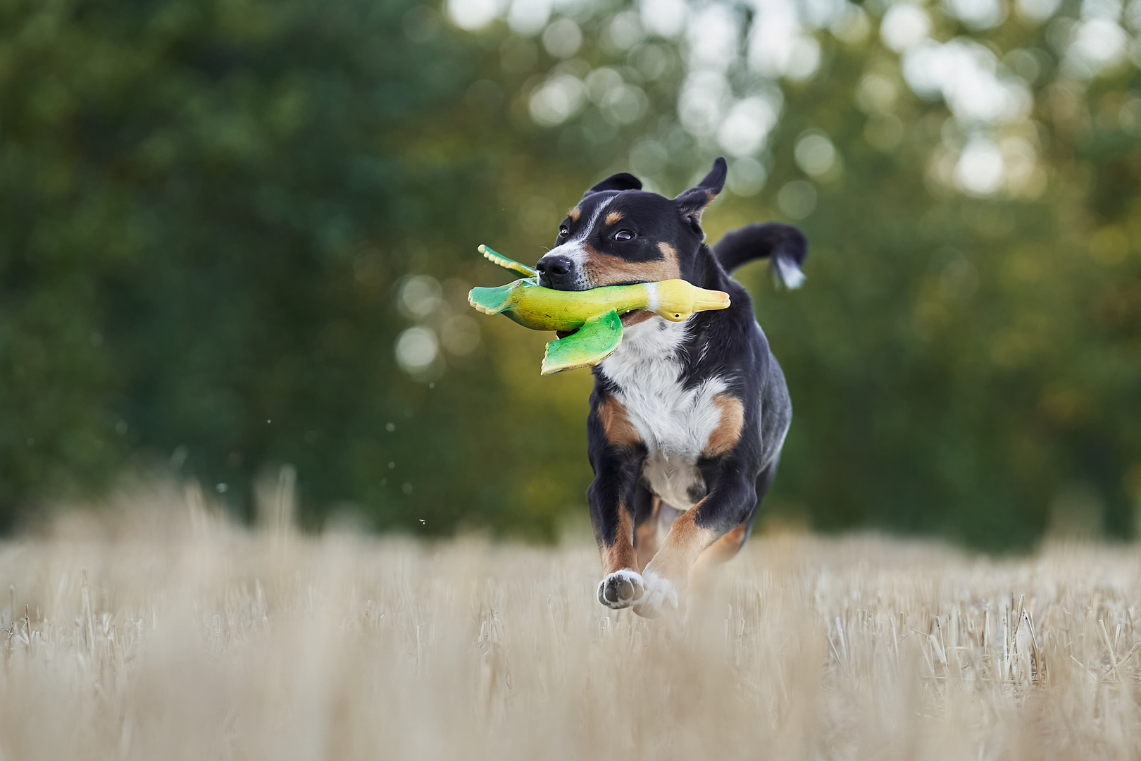 Entenjagd Foto & Bild tiere, haustiere, hunde Bilder auf